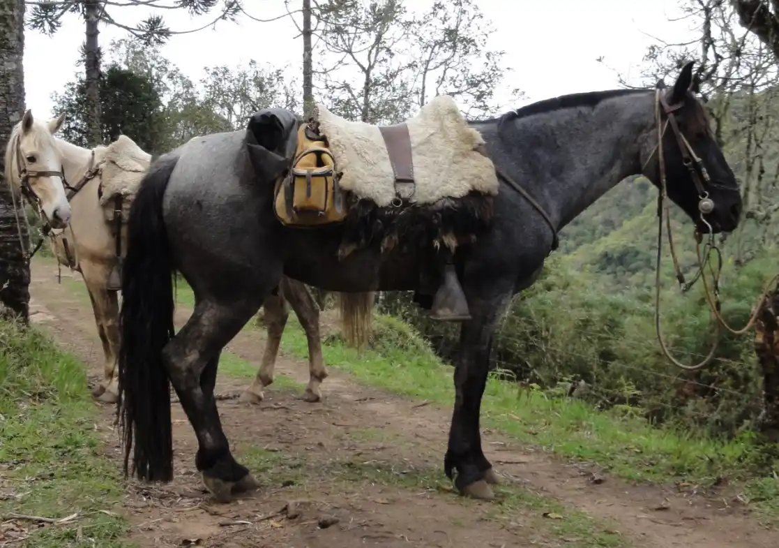 Criollo Horse