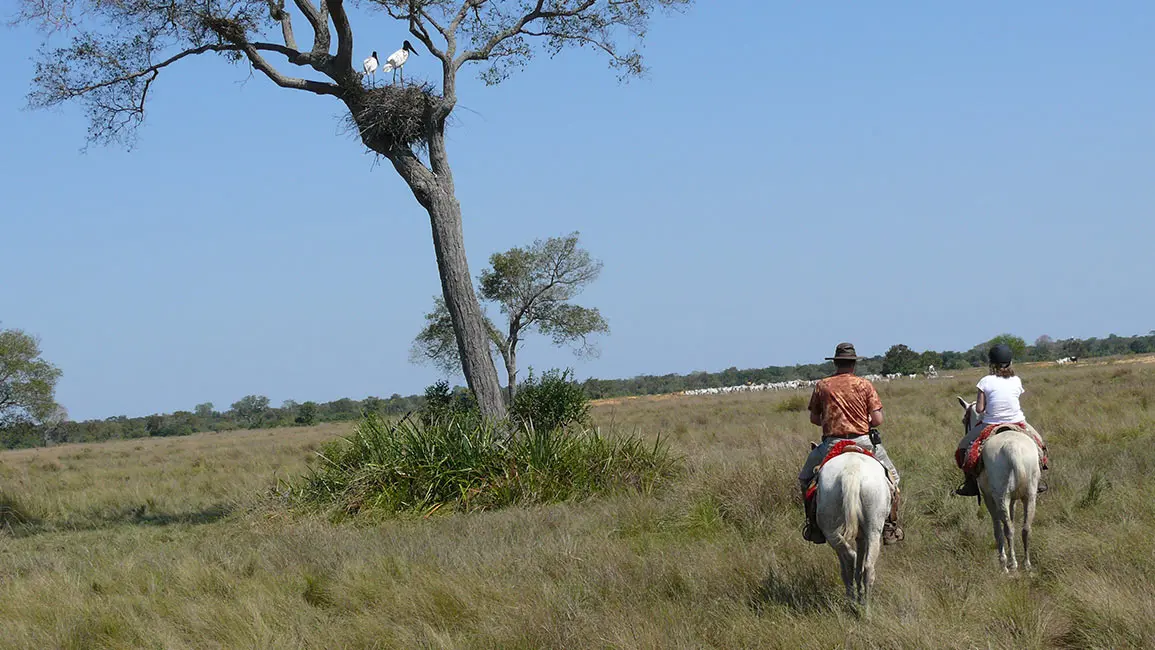 Pantanal