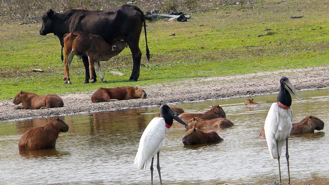 Pantanal