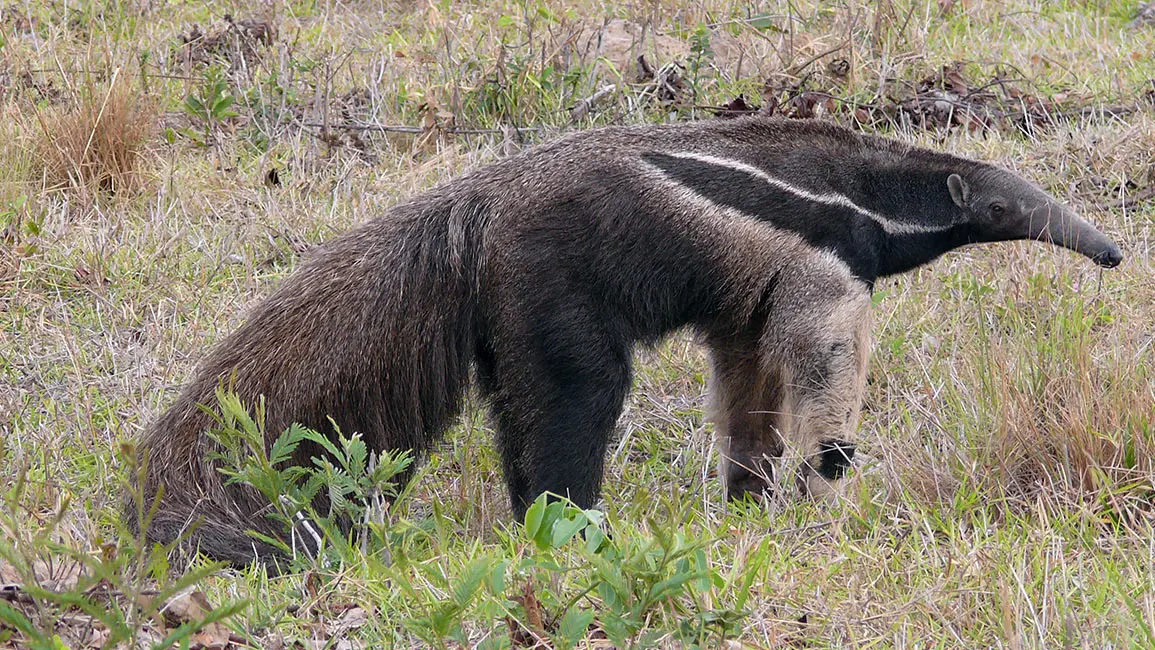 Pantanal