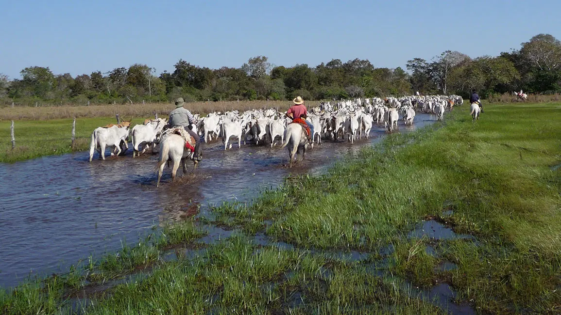 Pantanal