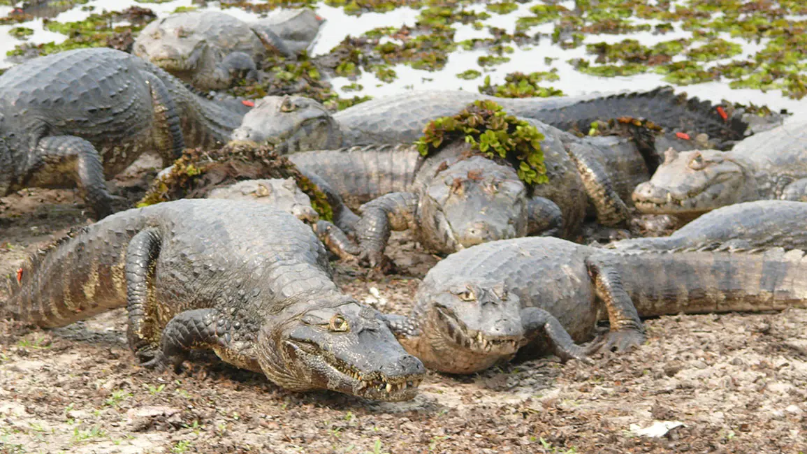 Pantanal