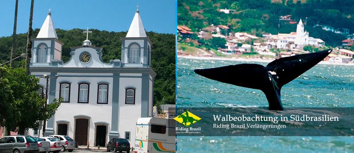 Whale Watching
