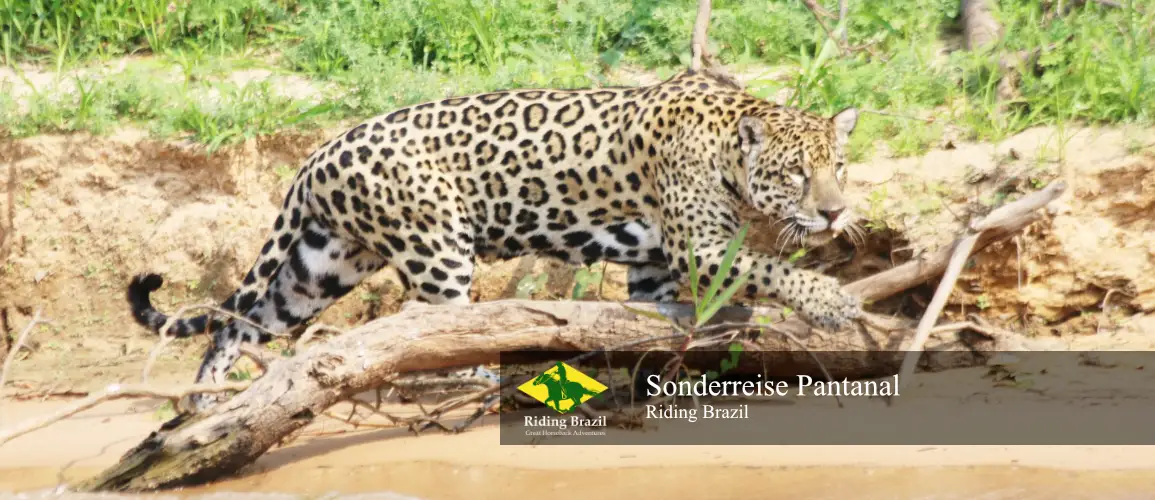 Sonderreise Pantanal