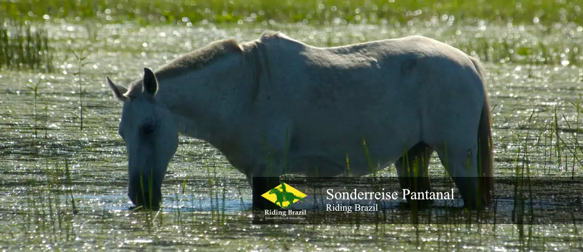 Sonderreise Pantanal