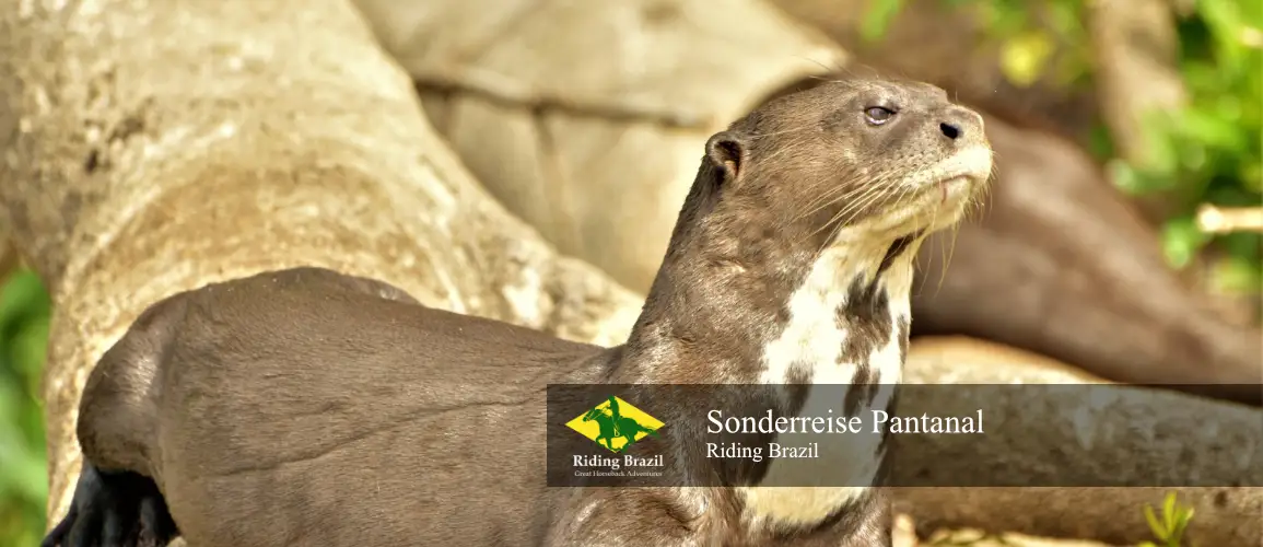 Sonderreise Pantanal