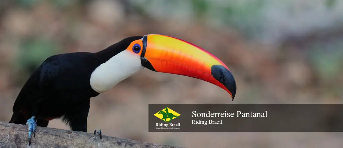 Sonderreise Pantanal