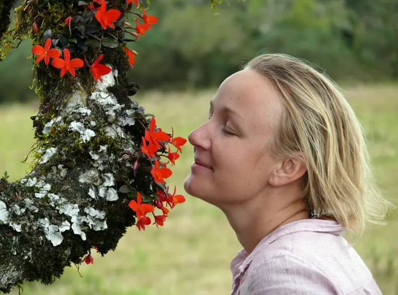 Annica and Sofronites orchids on the highlands