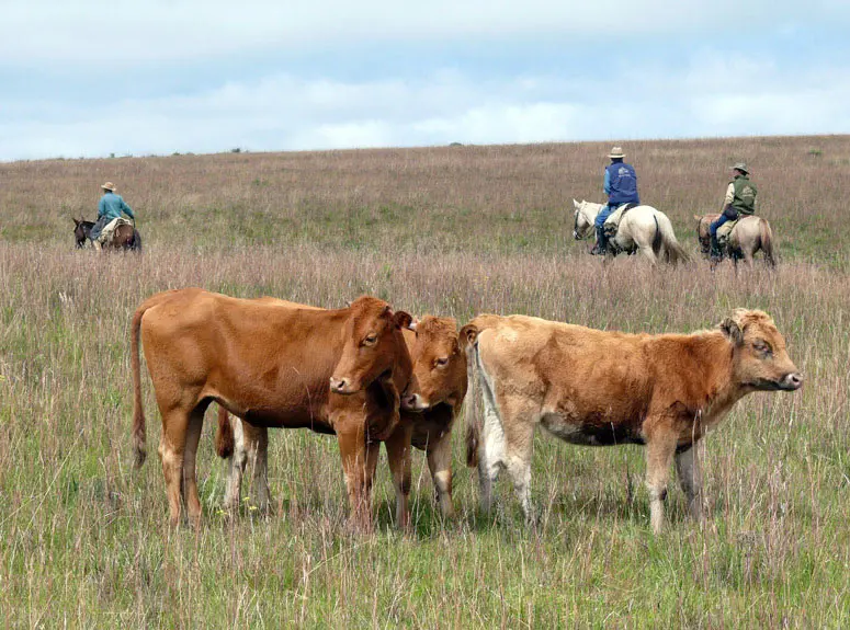 Riding over highland pastures