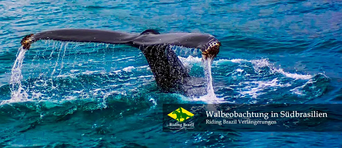 Whale Watching in Southern Brazil